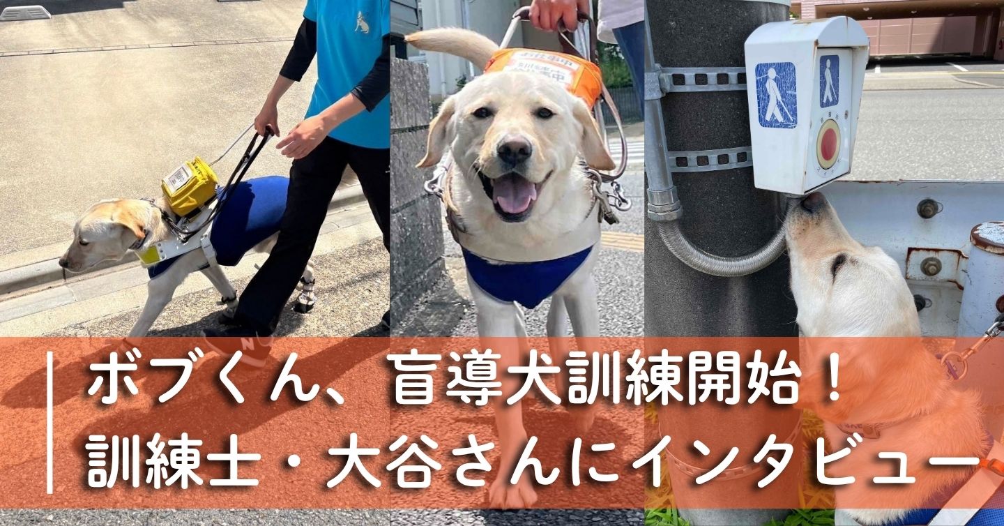 ボブくん、盲導犬訓練開始！　訓練士・大谷さんにインタビュー