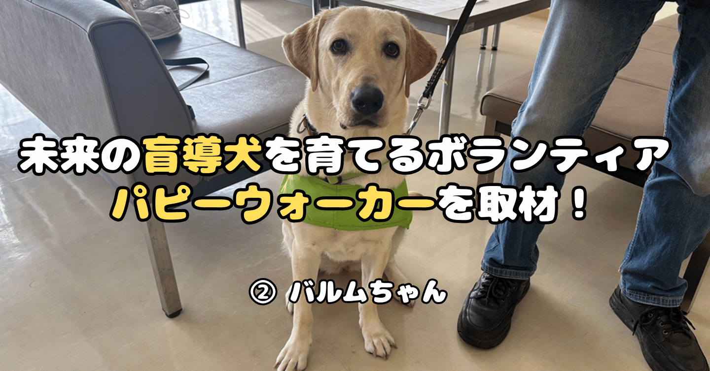 未来の盲導犬を育てるボランティア パピーウォーカーを取材！（2）バルムちゃん