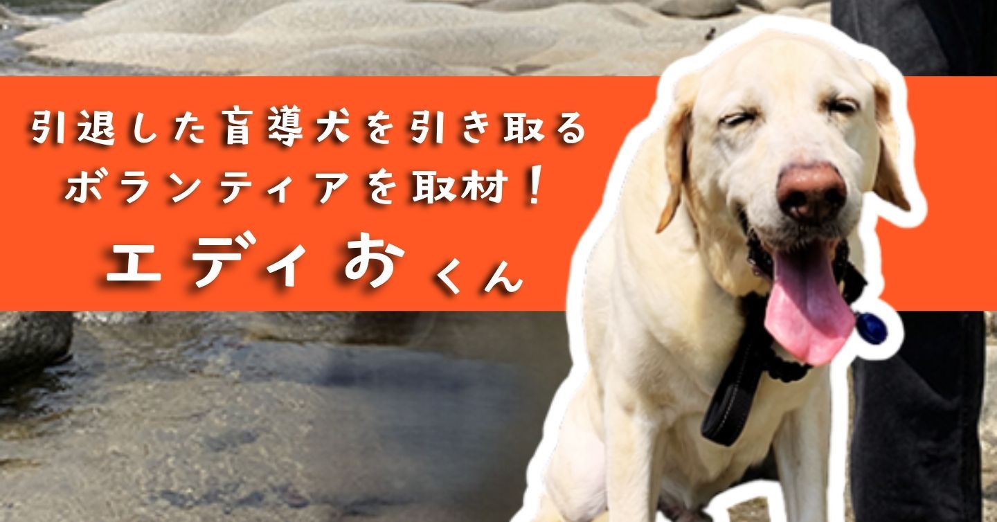 引退した盲導犬を引き取るボランティアを取材！ エディおくん