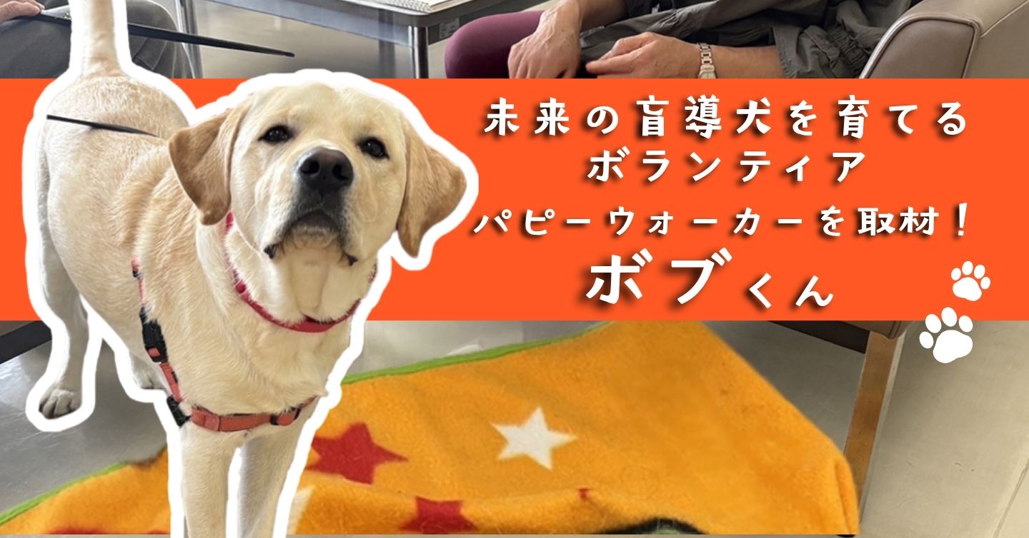 未来の盲導犬を育てるボランティア パピーウォーカーを取材！（3）ボブくん