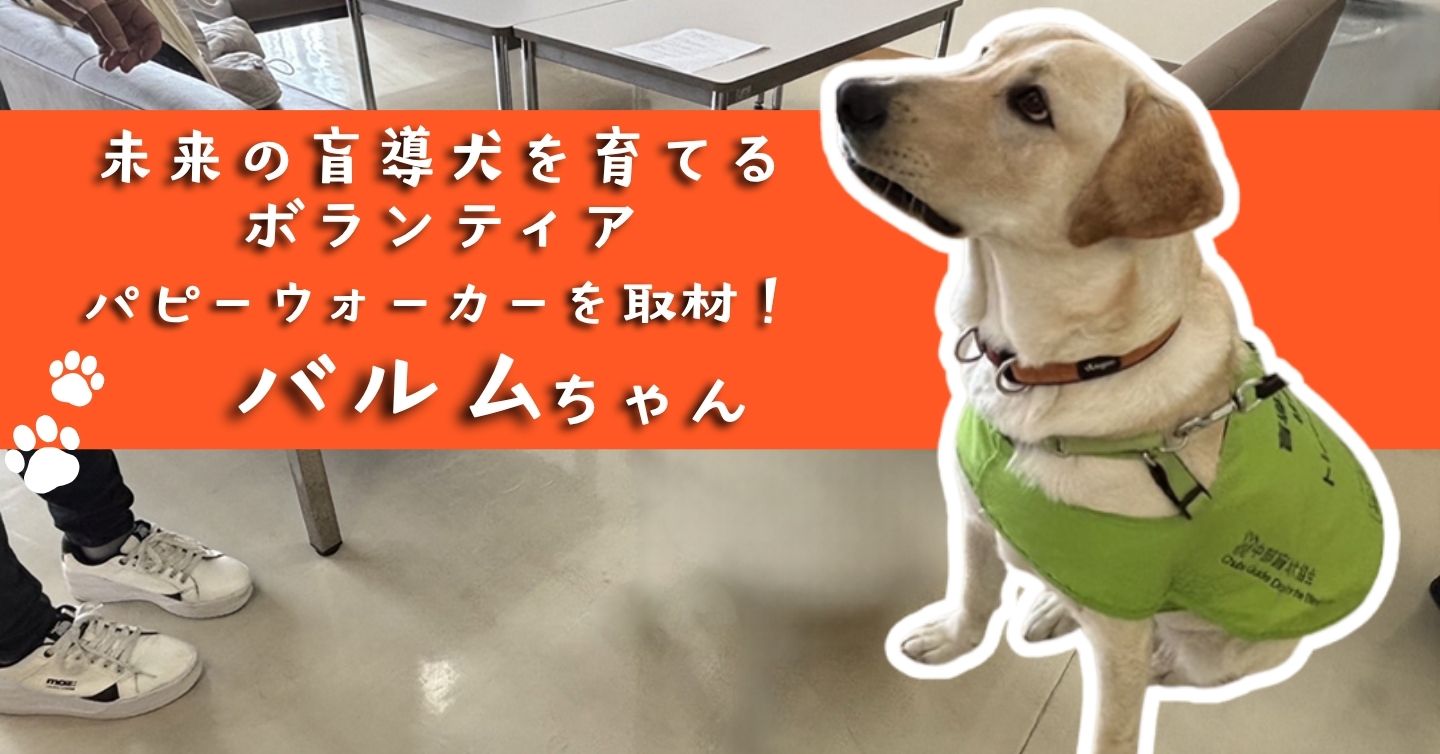 未来の盲導犬を育てるボランティア パピーウォーカーを取材！（2）バルムちゃん