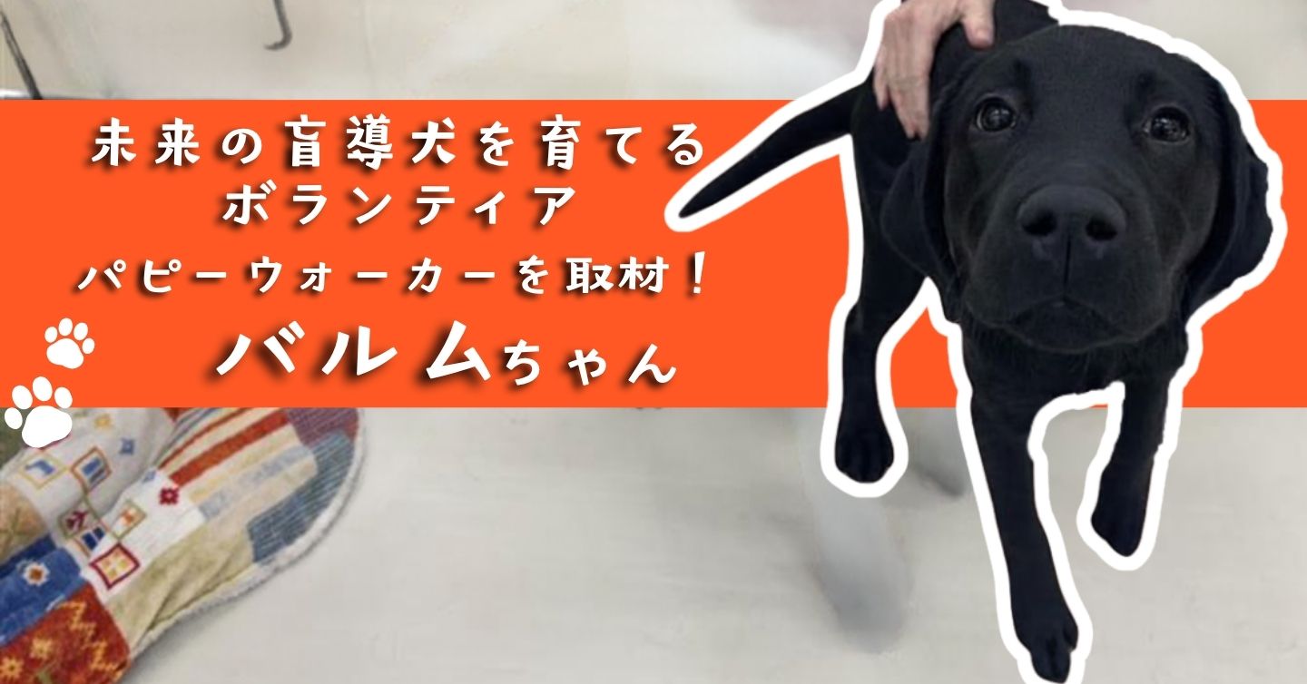 未来の盲導犬を育てるボランティア パピーウォーカーを取材！（1）デュオラちゃん