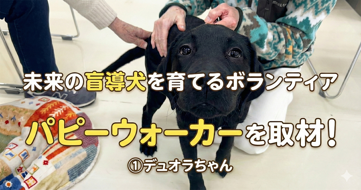 未来の盲導犬を育てるボランティア パピーウォーカーを取材！（1）デュオラちゃん