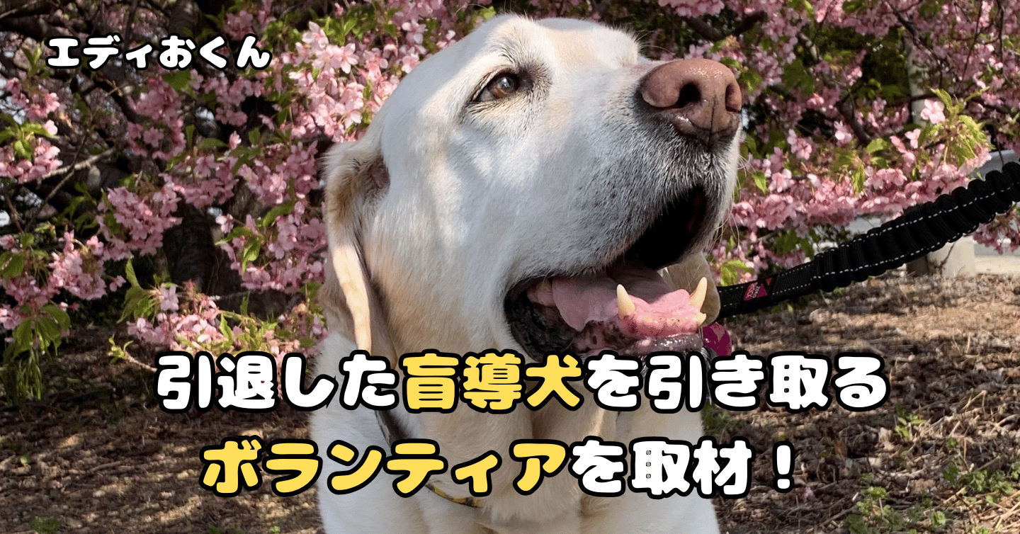 引退した盲導犬を引き取るボランティアを取材！ エディおくん