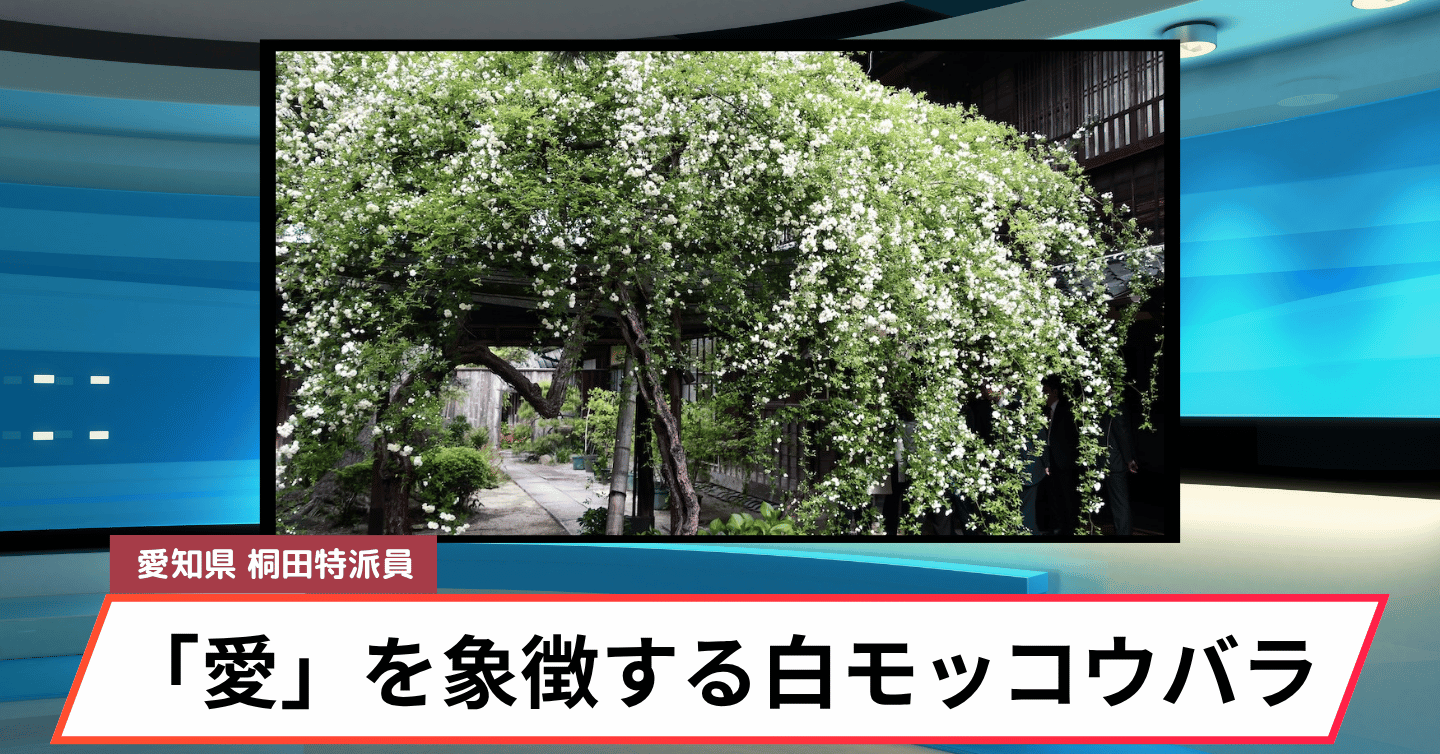樹齢160年！ 「愛」を象徴するハート型の「白モッコウバラ」特別公開が半田市でスタート