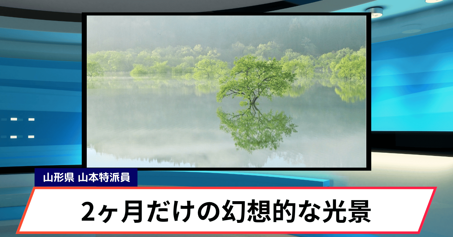 2ヶ月間限定の貴重な体験へ！ 世界からも注目を浴びる「山形県飯豊町・白川湖の水没林ライトアップ」