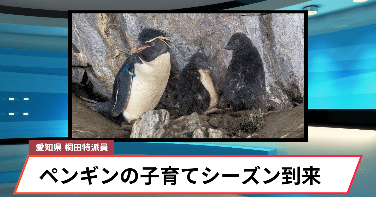 のんほいパークにペンギンの子育てシーズンが到来！ 今夏はふわふわのヒナに癒されよう