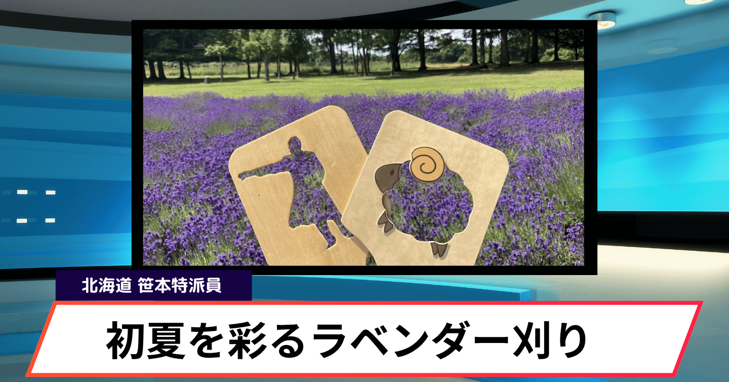 羊ヶ丘展望台でラベンダー刈り取り体験がスタート