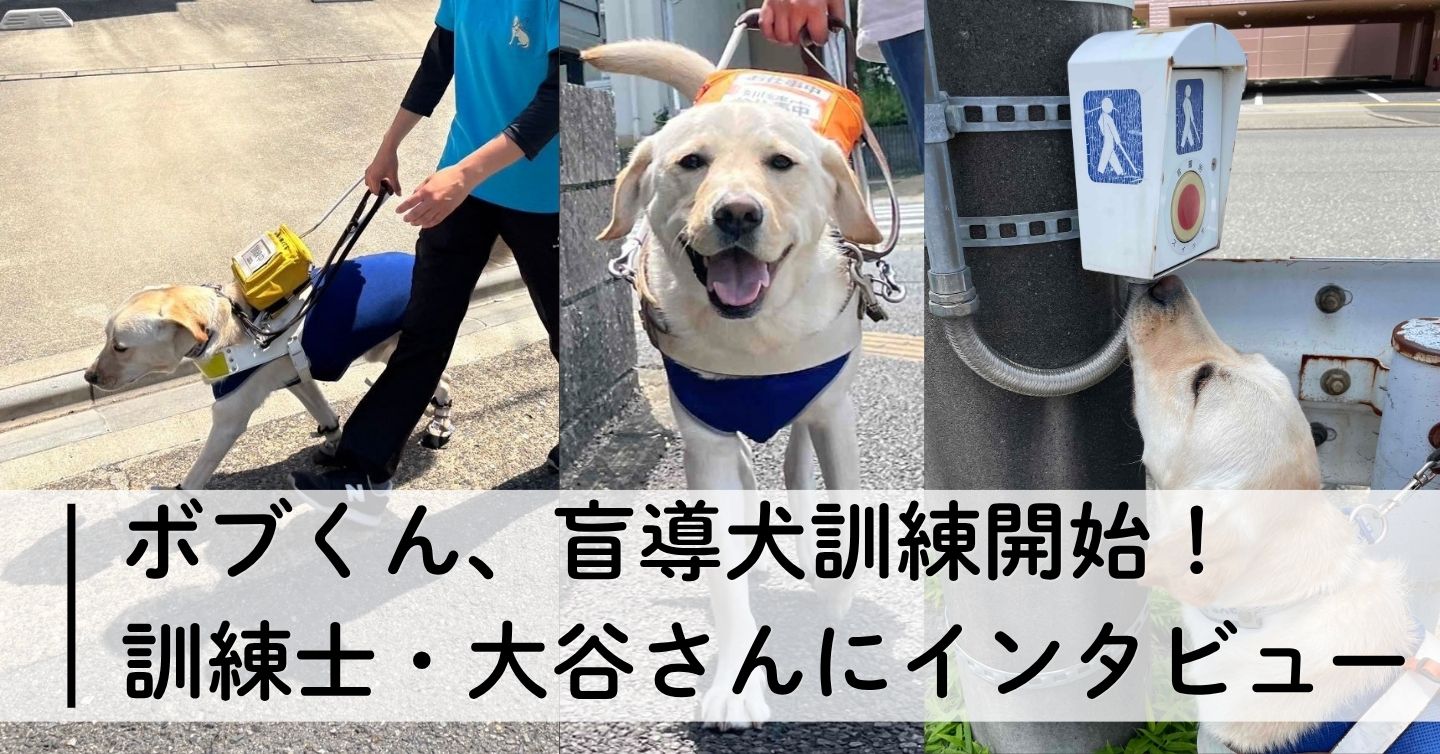 ボブくん、盲導犬訓練開始！　訓練士・大谷さんにインタビュー