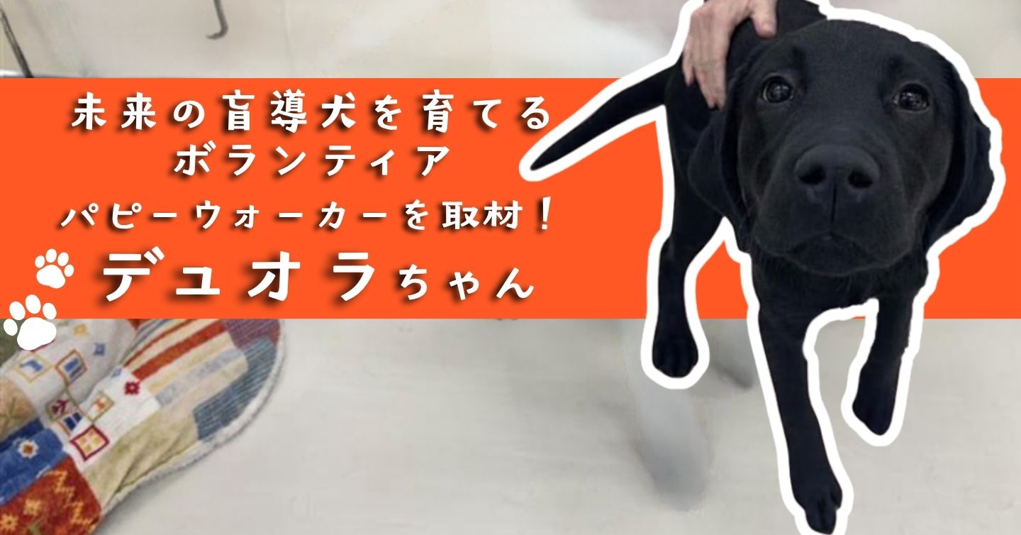 未来の盲導犬を育てるボランティア パピーウォーカーを取材！（1）デュオラちゃん