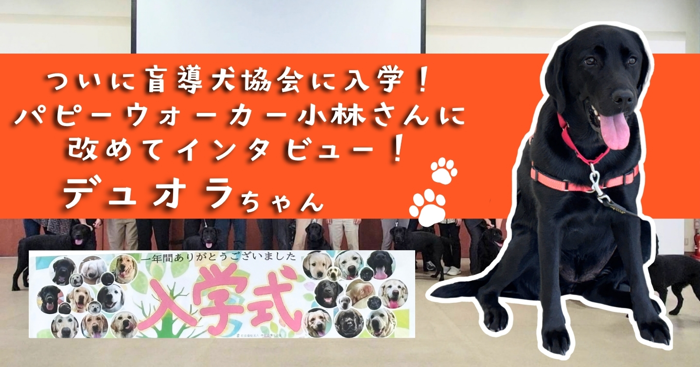 デュオラちゃん、盲導犬協会に入学前、パピーウォーカー小林さんに改めてインタビュー！